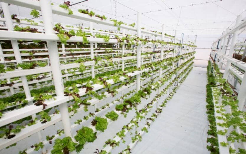 Read more about the article Megérkezett a modern termelés vívmánya; a vertikális kertészet